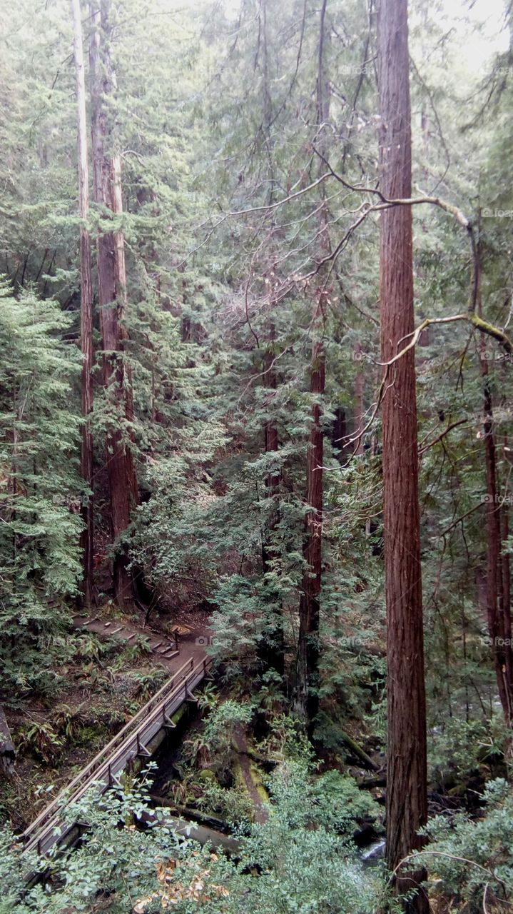 Adventures in the Woods