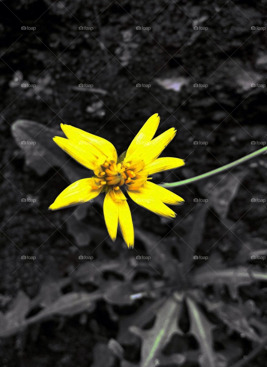 Yellow flower