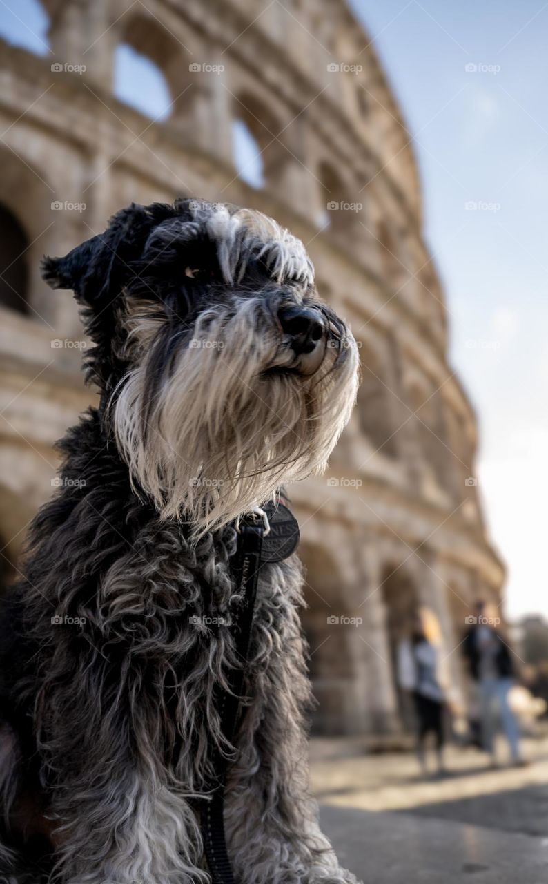 Schnauzer at the coliseum 