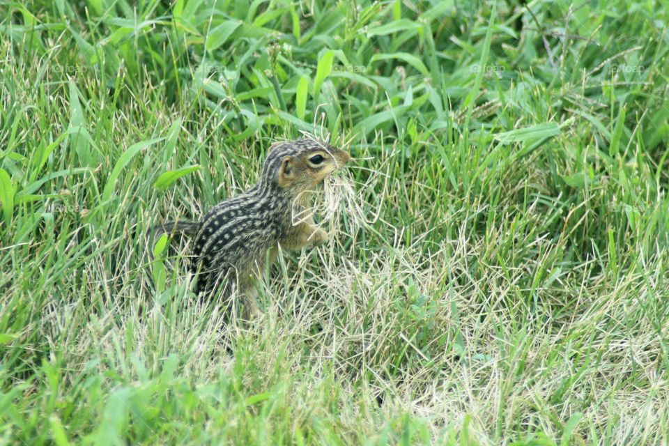 Little Spotted Ground Squirrel Gathering bedding.