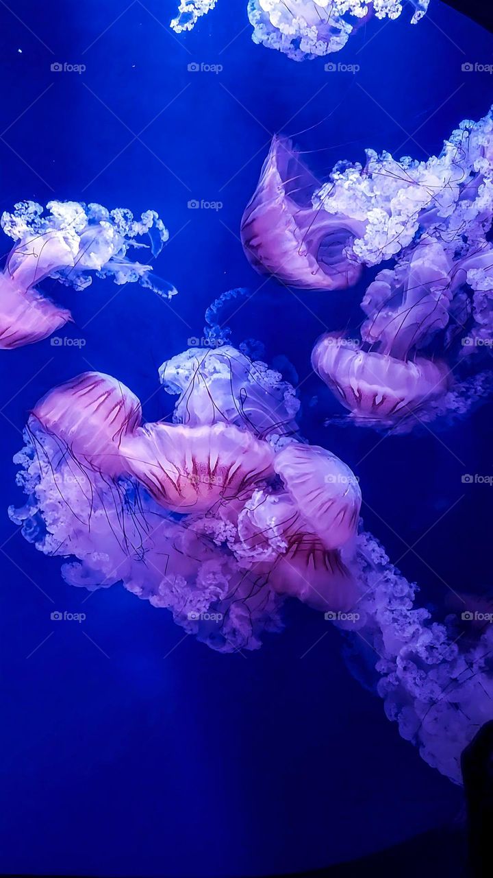 Jellyfish