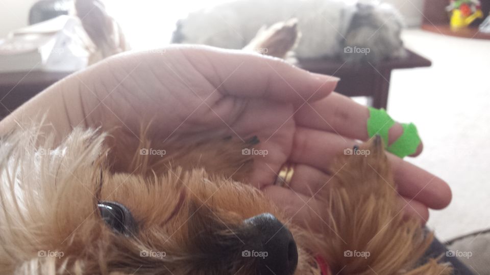 puppy and dog healing paws