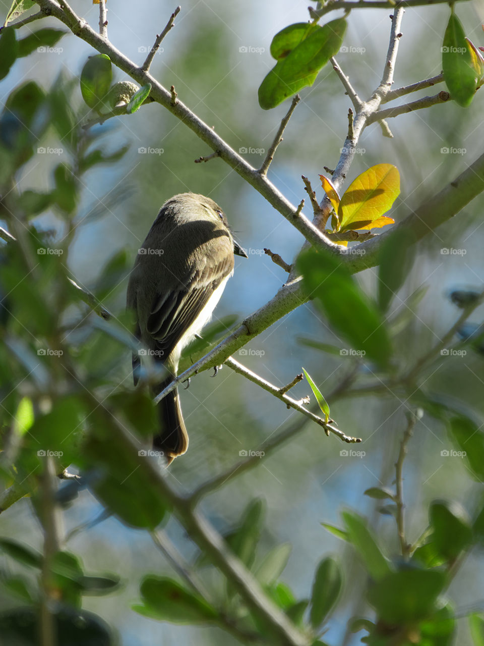 view of an Eastern Phoebe bird on a tree, wintering in Florida
