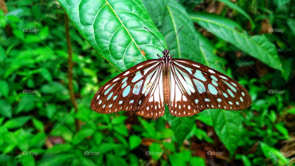 Parantica aglea butterfly perched on a leaf