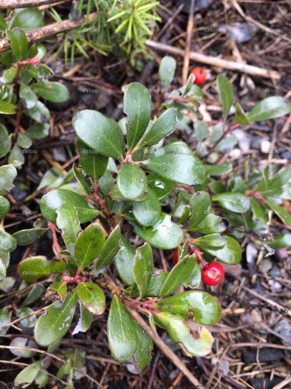 A small ground plant with red berries