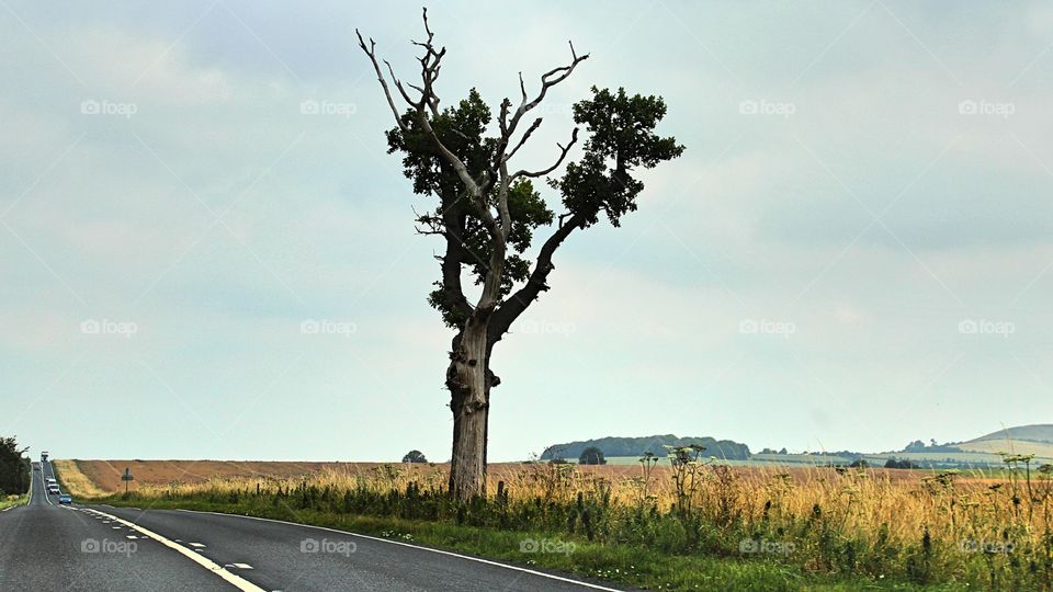 road tree