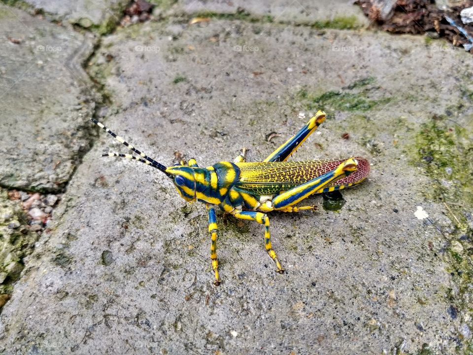 Grasshopper