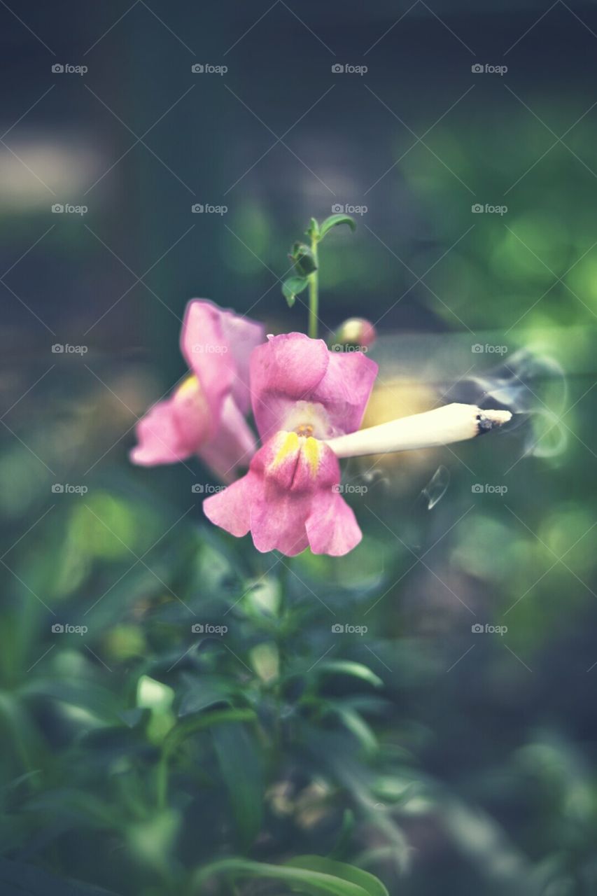 Snapdragon rastafari