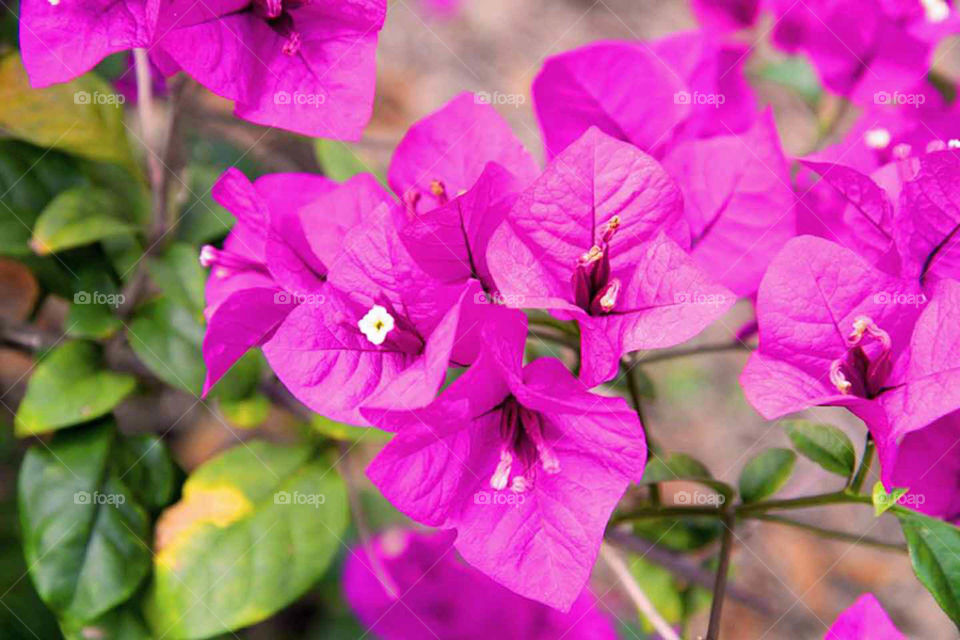 pink flowers. Pink flowers blossom in the early spring at Indian River Park near Jensen Beach Florida