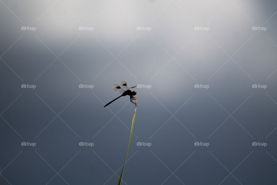 Lone dragonfly 