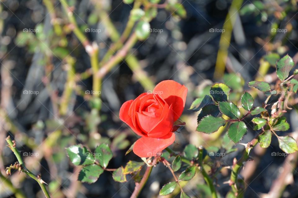 Red Rosa 