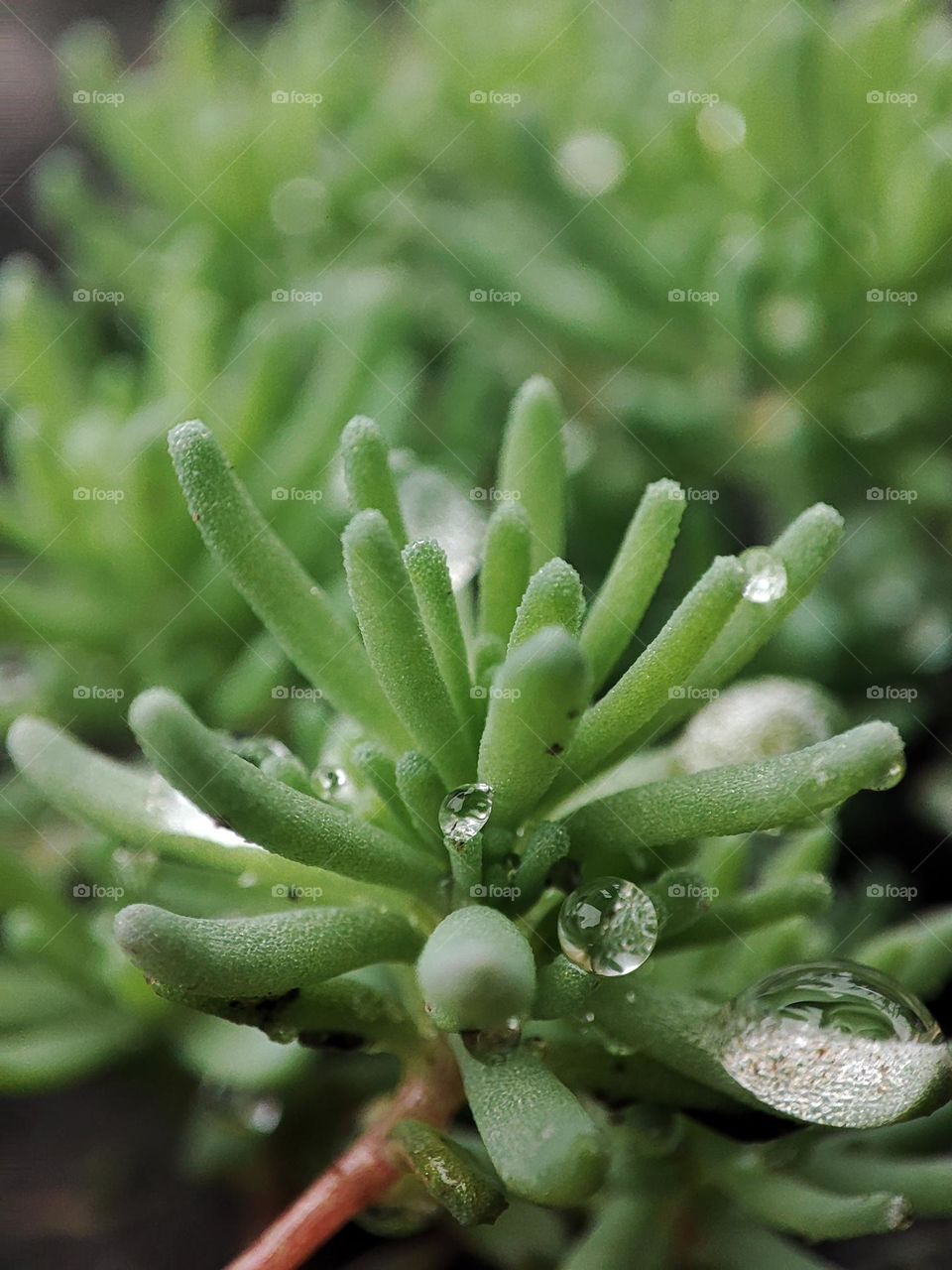 Macro photo of a summer plants