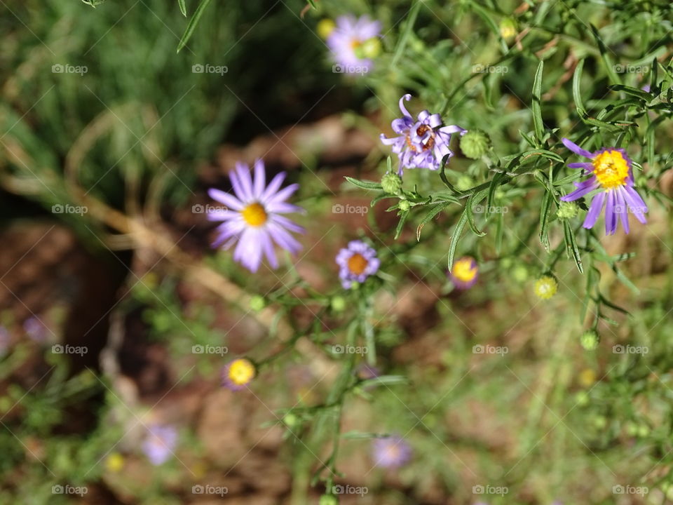 Flower, Nature, No Person, Flora, Summer