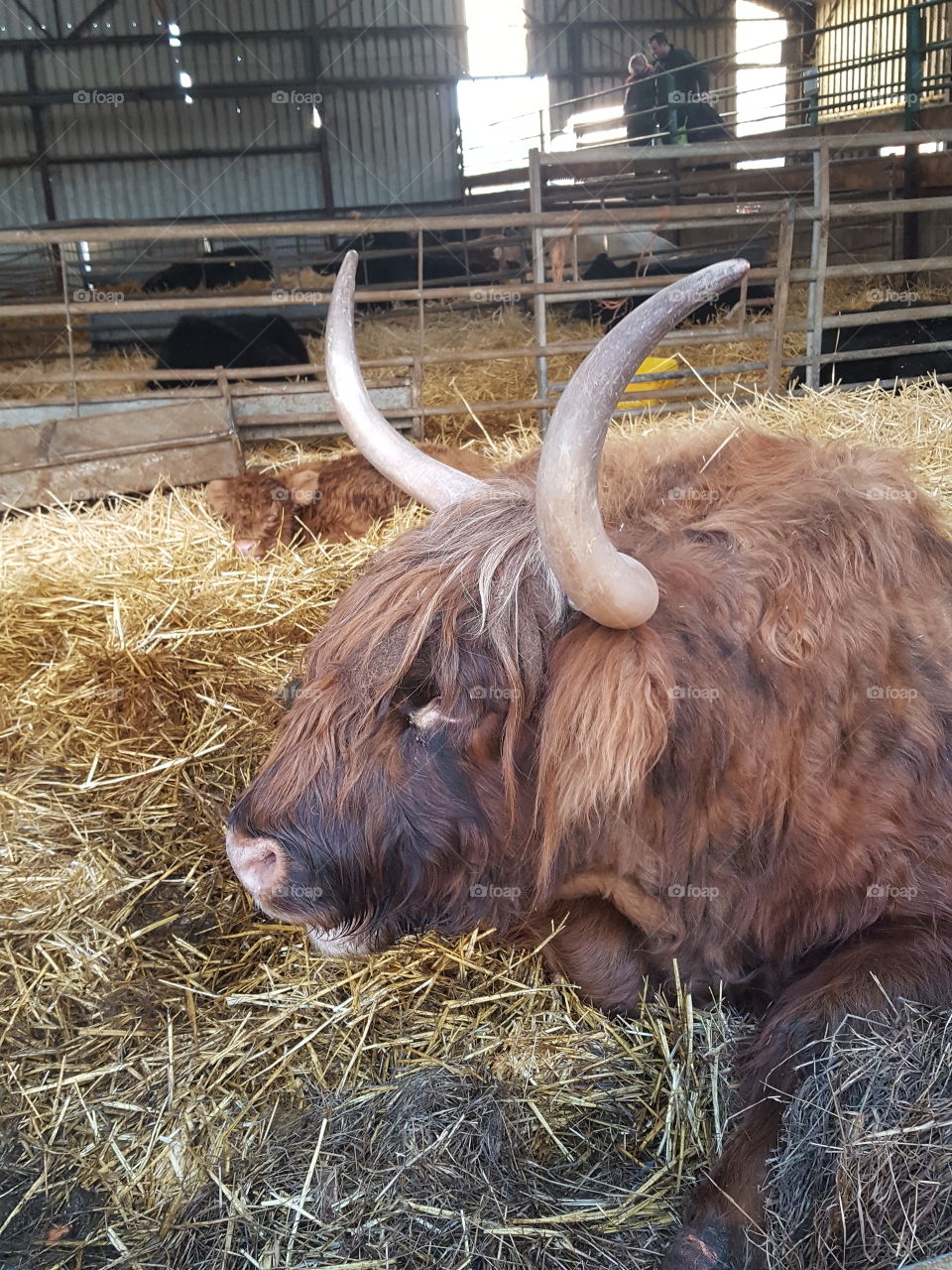 cow with horns