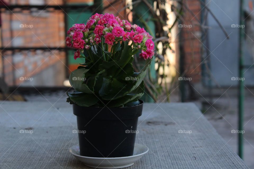 Kalanchoe with  pink flowers.