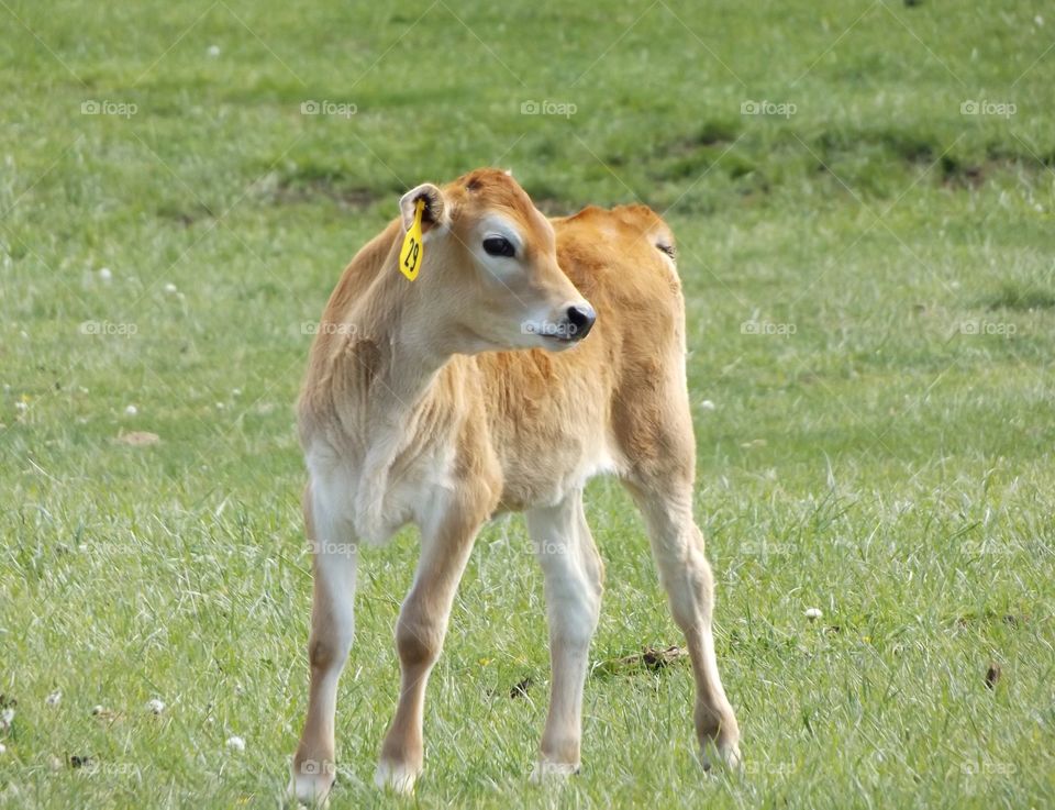 Close-up of calf on grassy field
