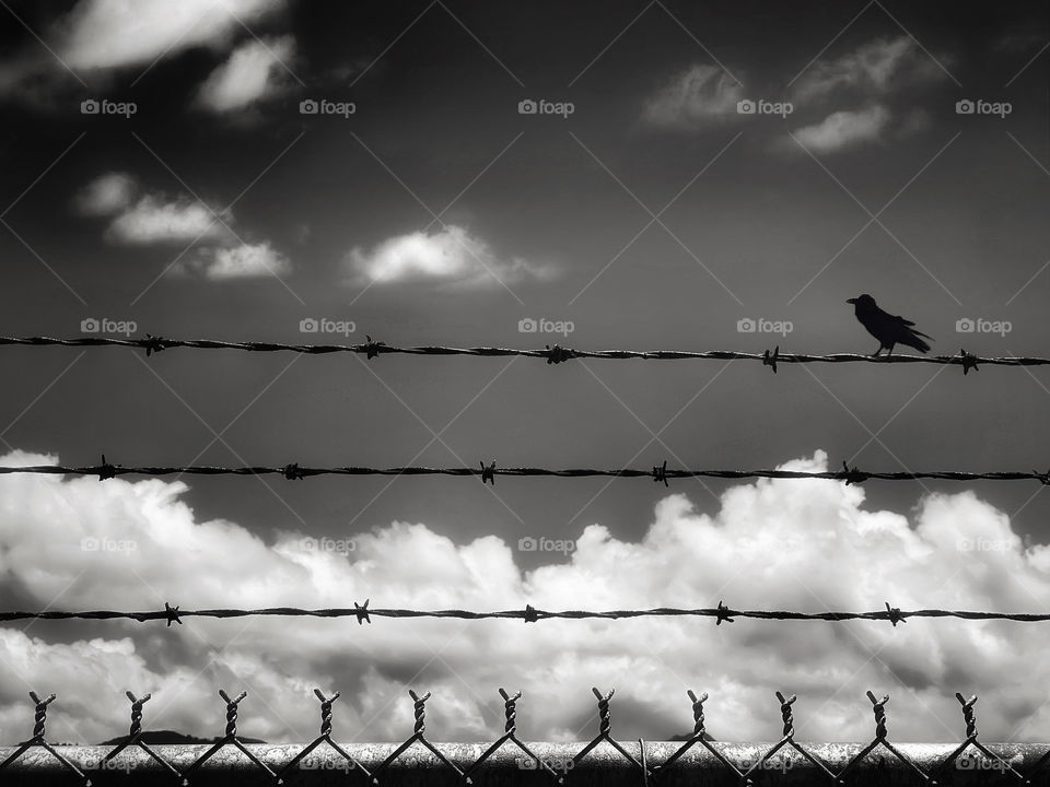 Bird on a barbed wire fence 