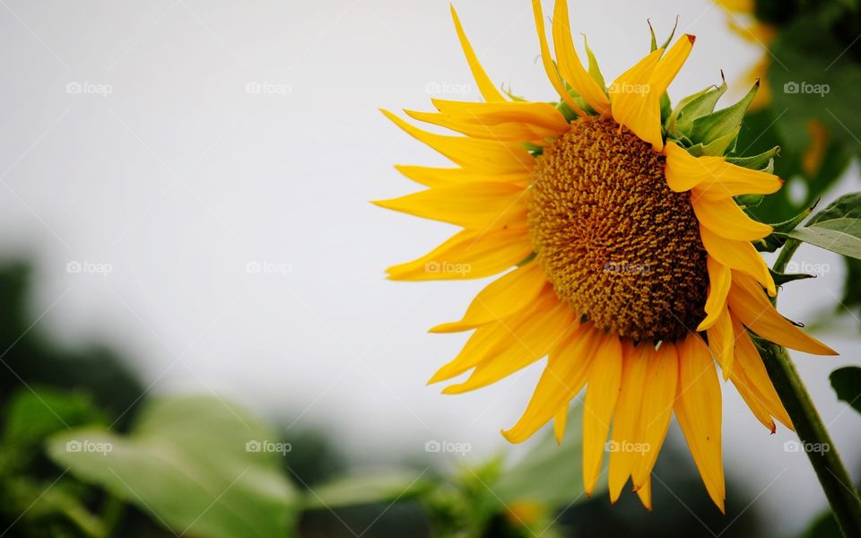 Sunflower♡♥♡