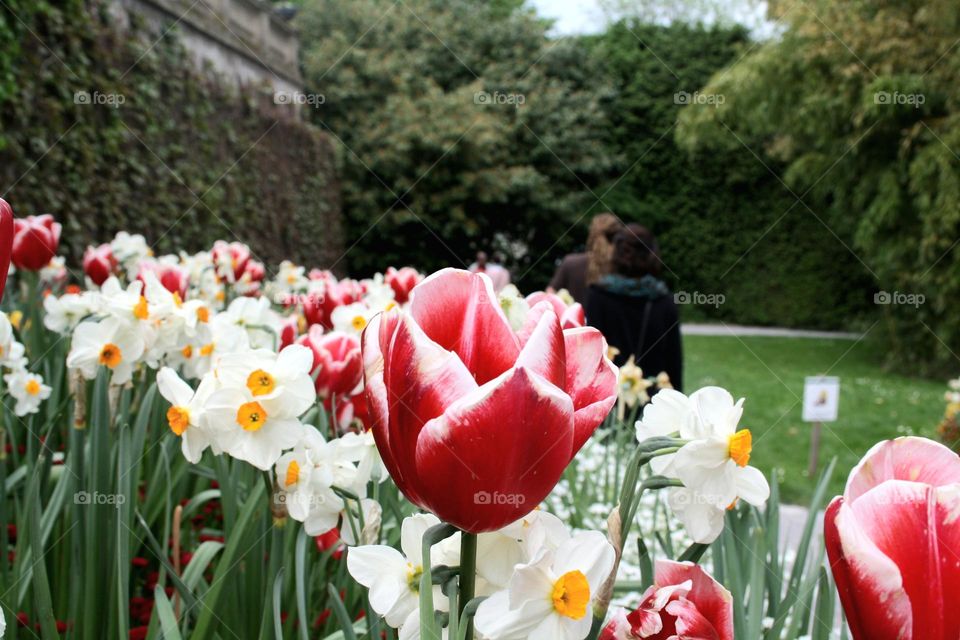 beautiful floral splendor