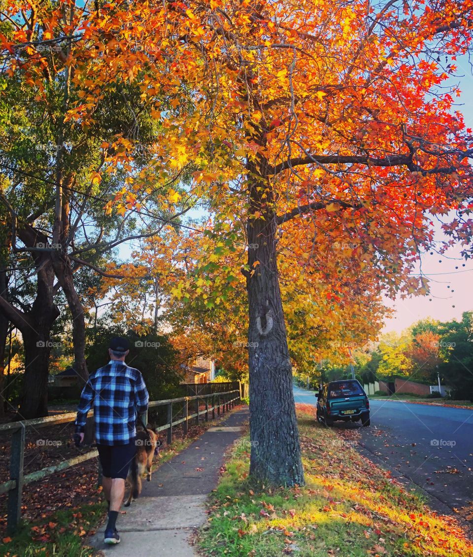Morning walk under the autumn leaves 