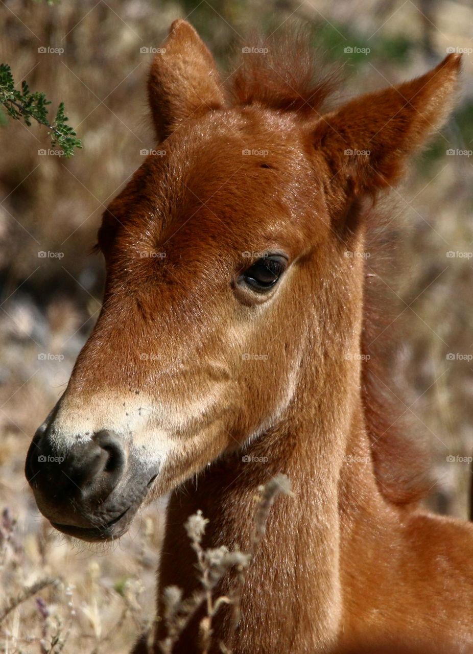 Salt River Wild Horse Colt