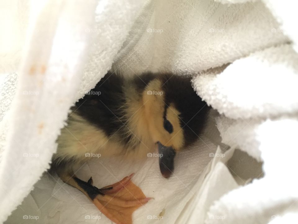 Sleepy duckling II