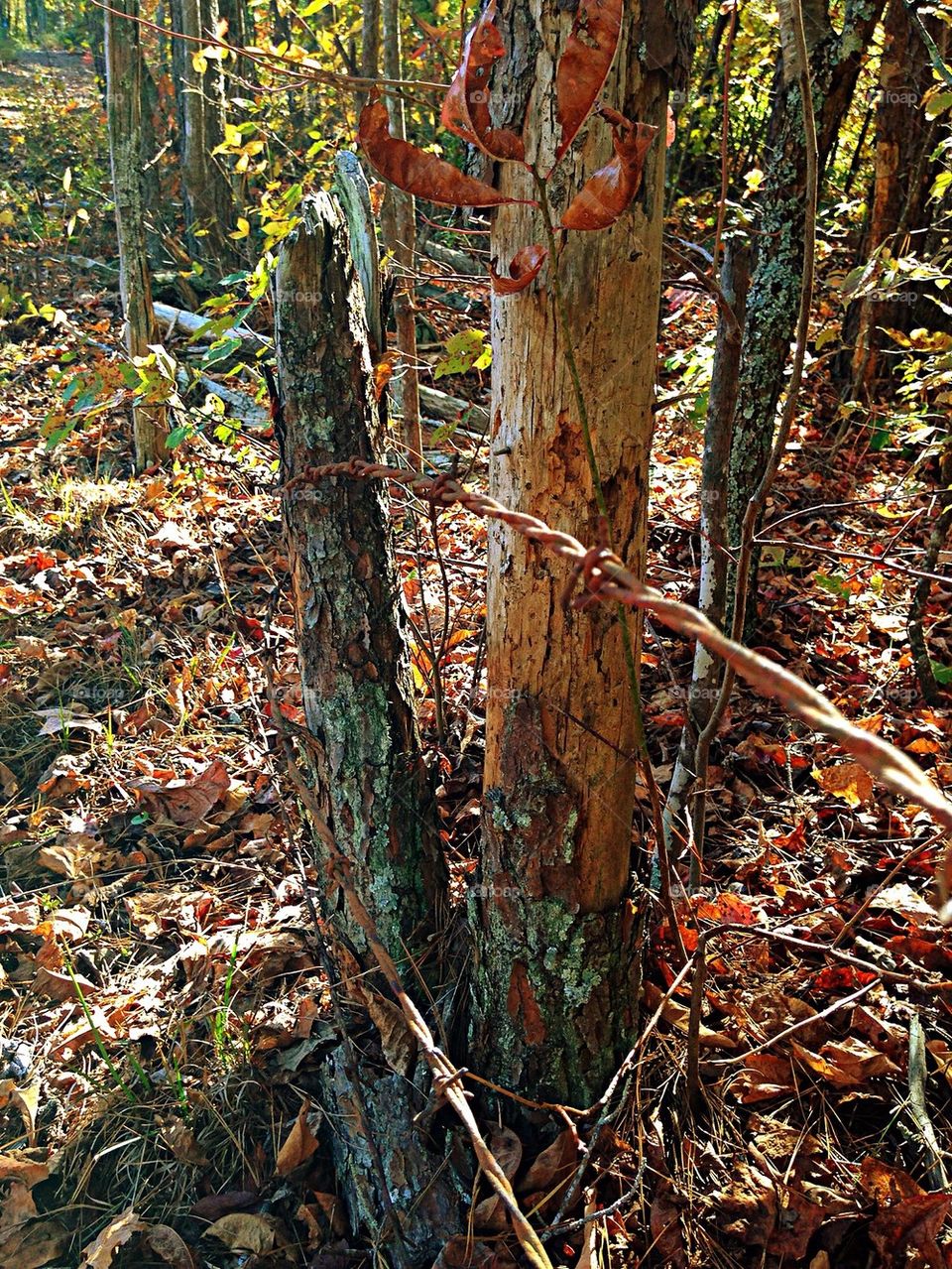 Old barbed wire fence