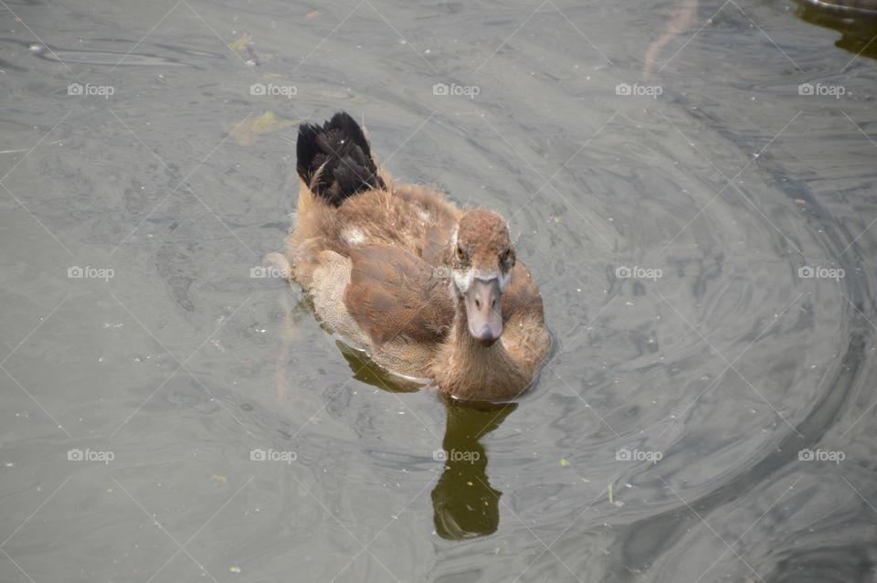 The Most Ugliest Egyptian Goose Baby