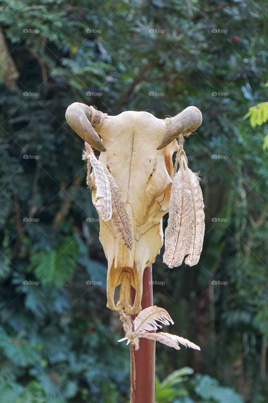 Cow skull