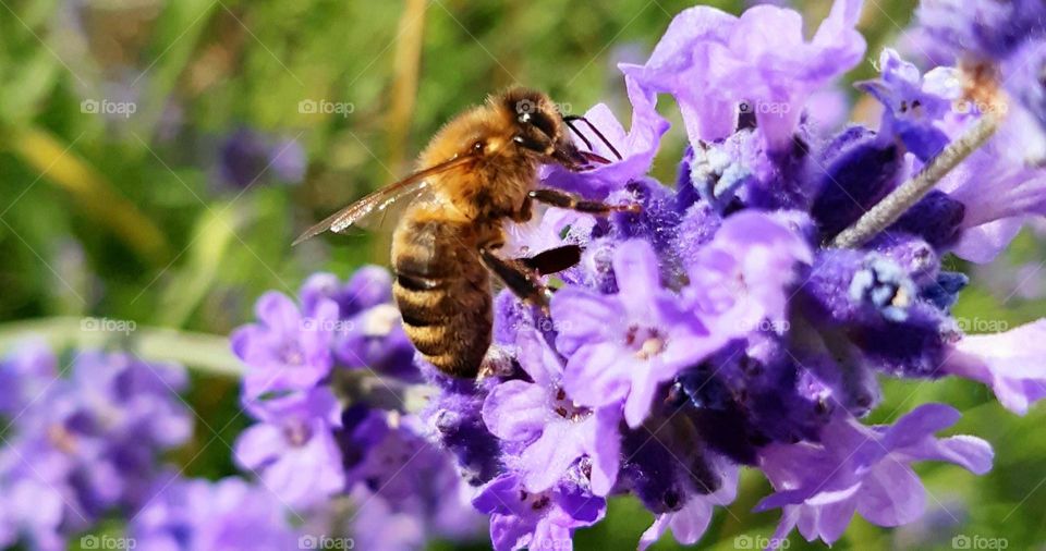 bee collecting pollen