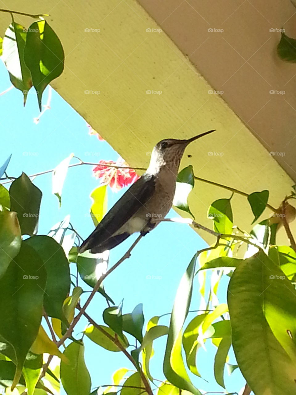 Hummingbird in Ficus Tree