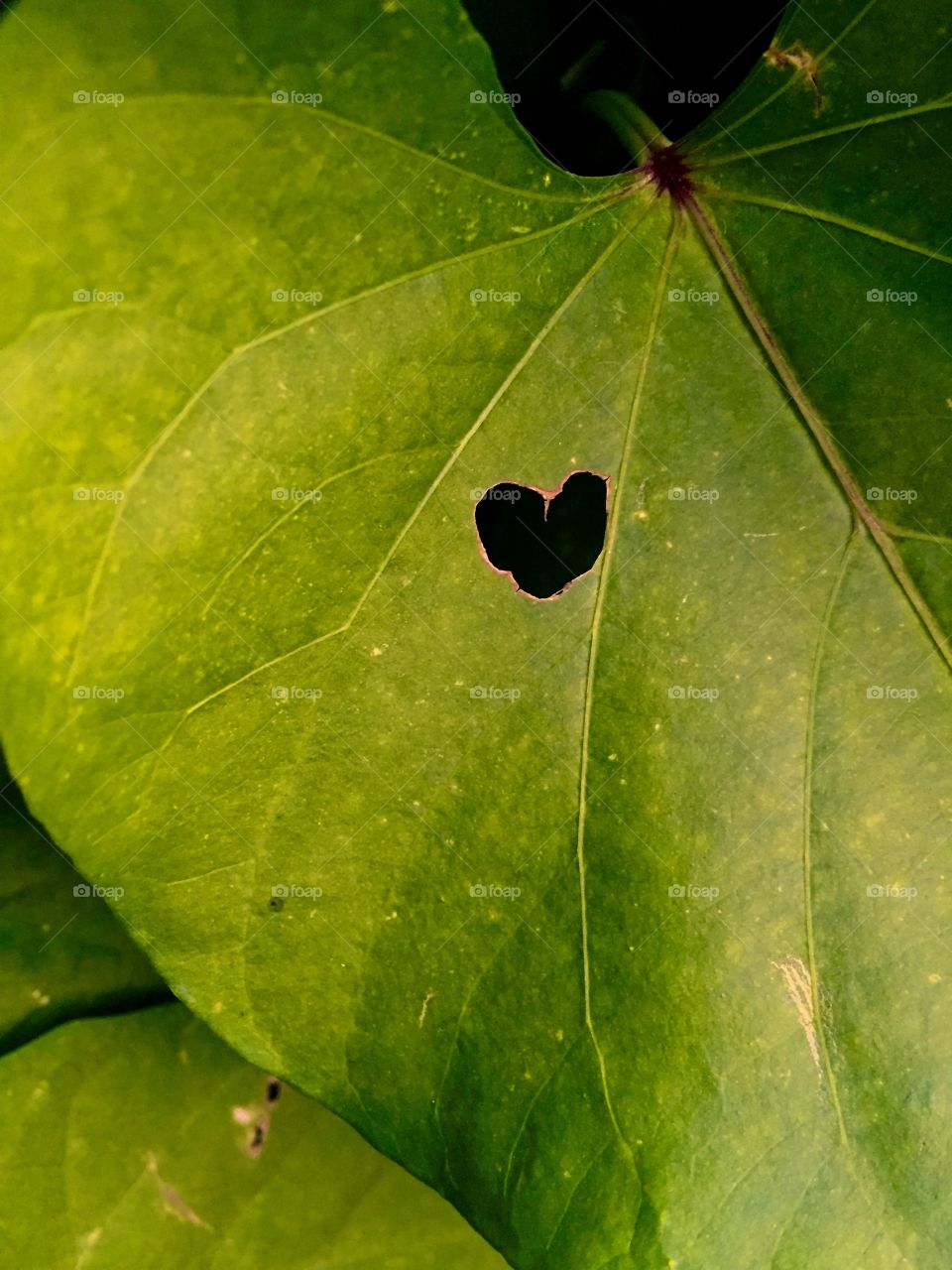 For the love of leaf