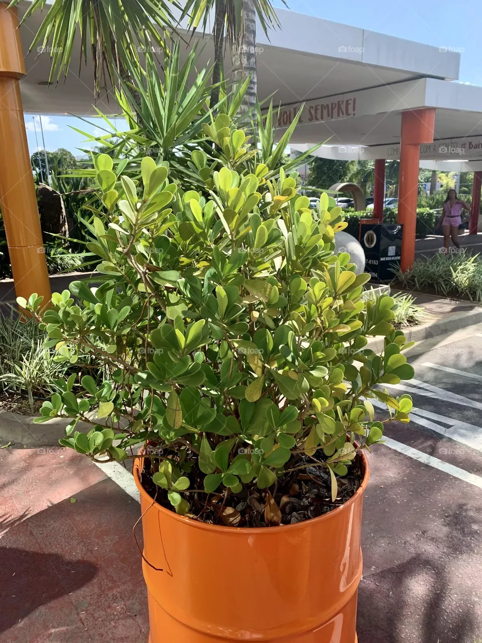plants