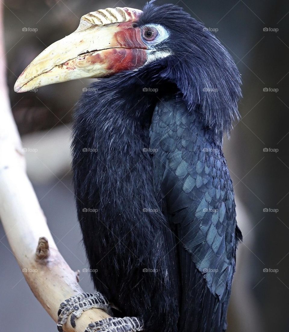 people consider black color bad- This bird says that I am more beautiful than you think