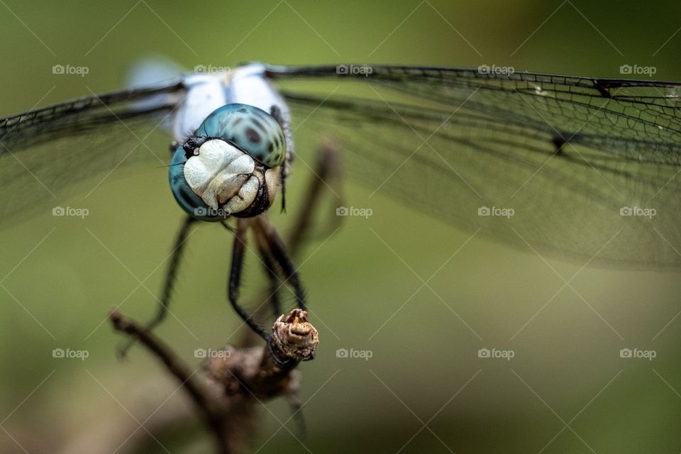 A great blue skimmer twitches his head and appears to have a big toothy grin. Yates Mill County Park in North Carolina. 