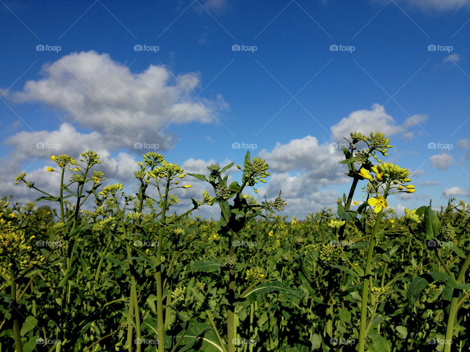 Skåne.. Skåne.