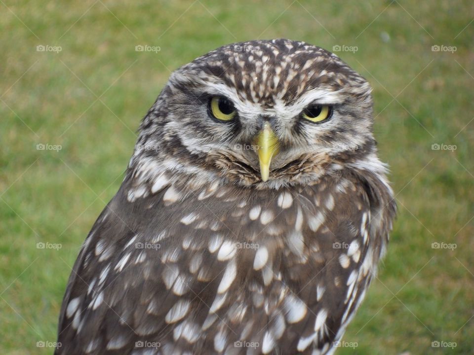 Close-up of a owl