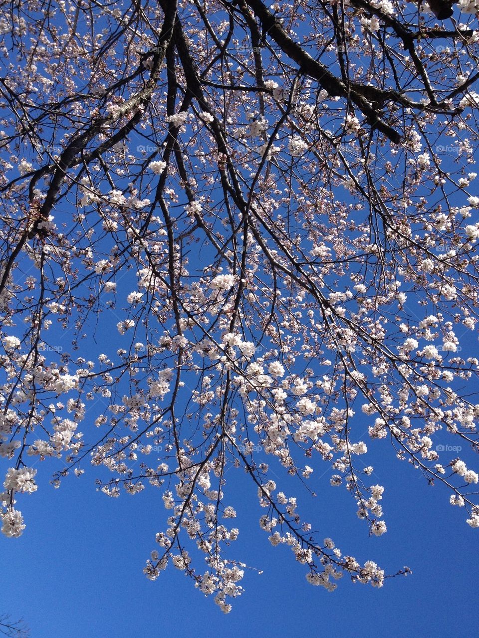 Under the Sakura Blossoms