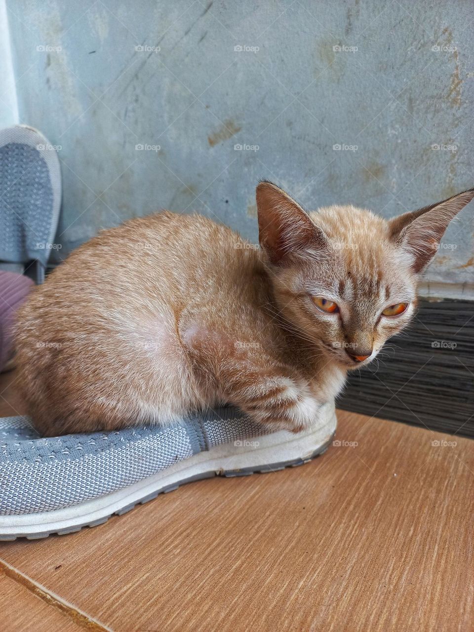 Cute kitten is sitting on a shoe