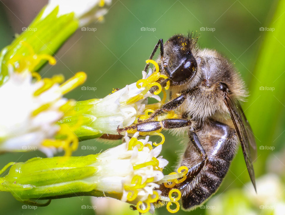 Bee collecting nectar
