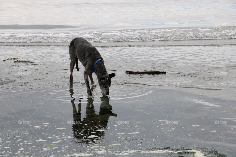 Thirsty dog