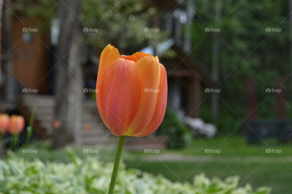 Single orange tulip closeup, Rocky Mountains, Canada 