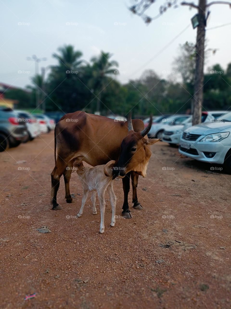 Beautiful view of Indian cow feeding her calf it's looking beautiful and cute mother love