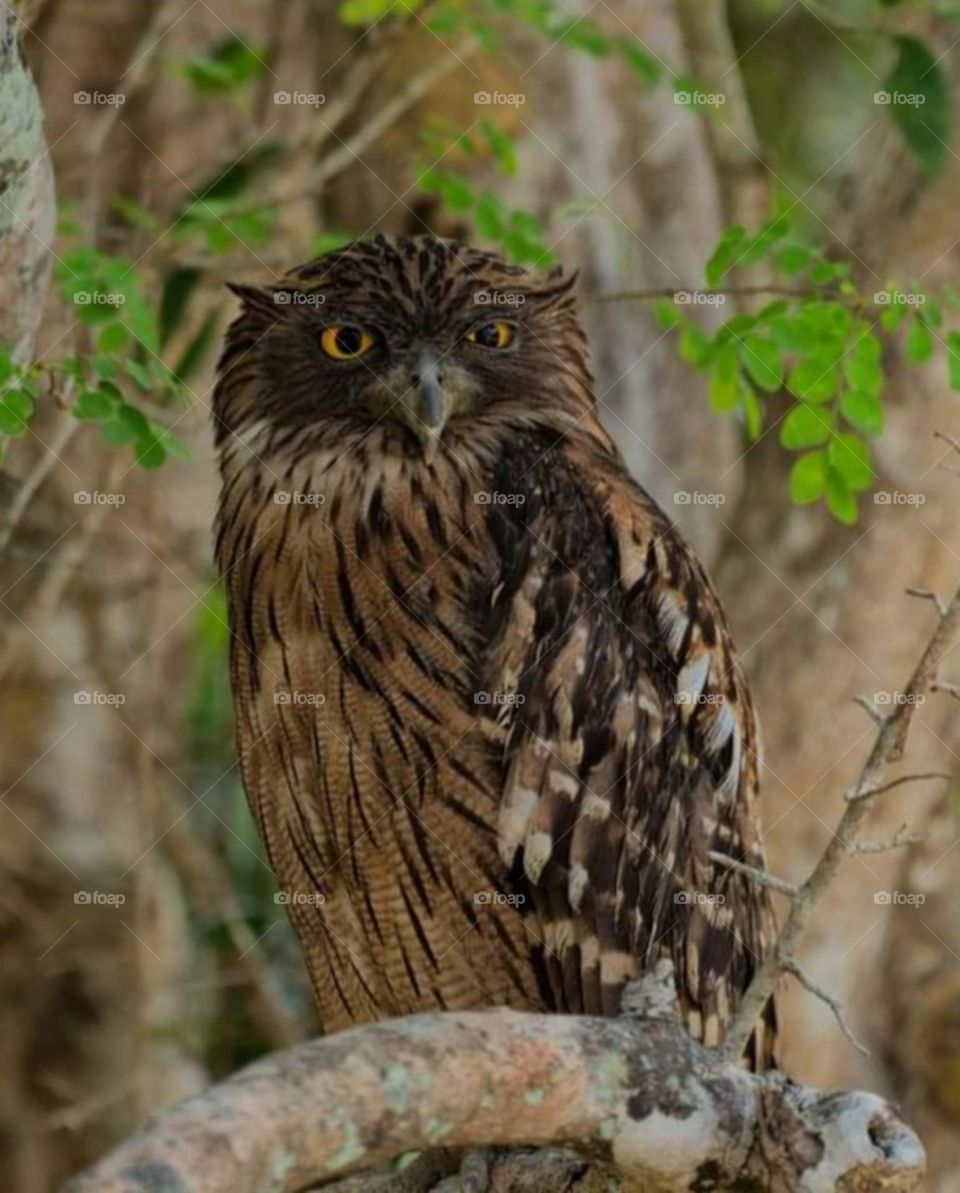 Owl