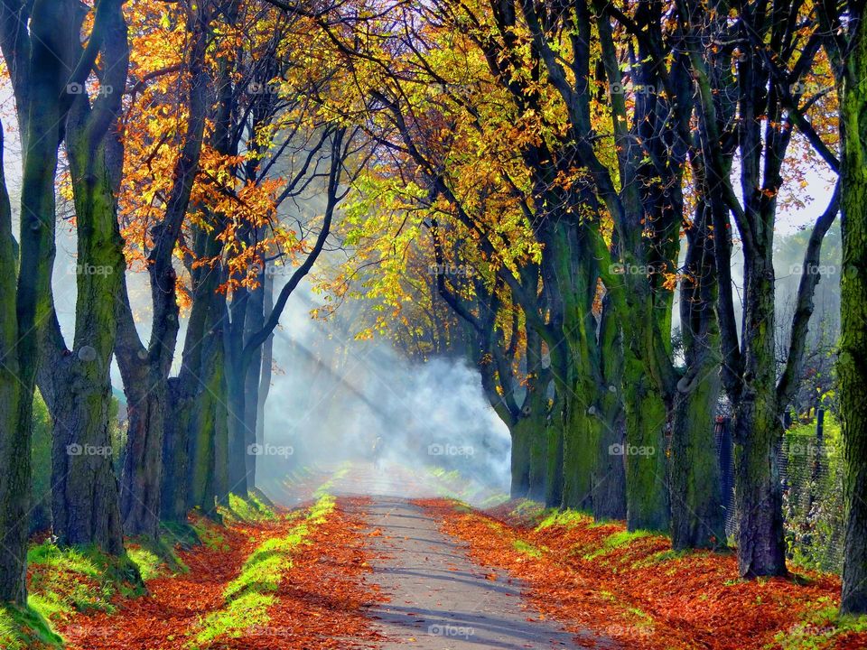 autumn lane in Poland