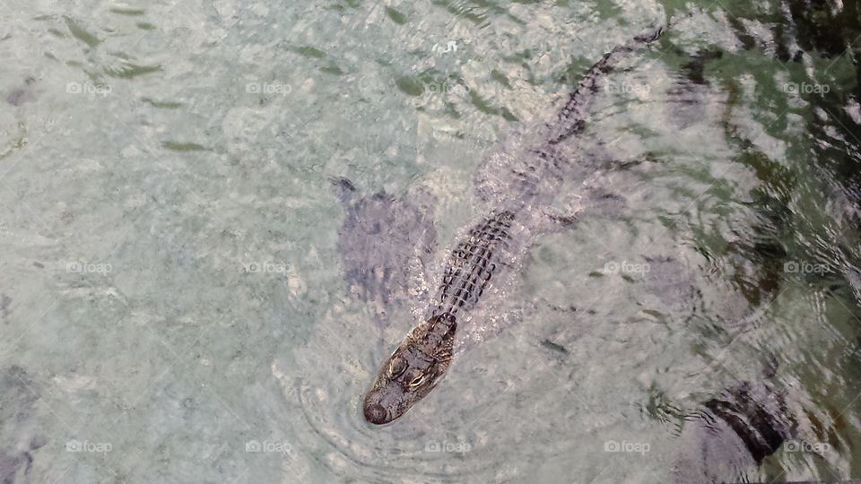 Alligator swimming in river