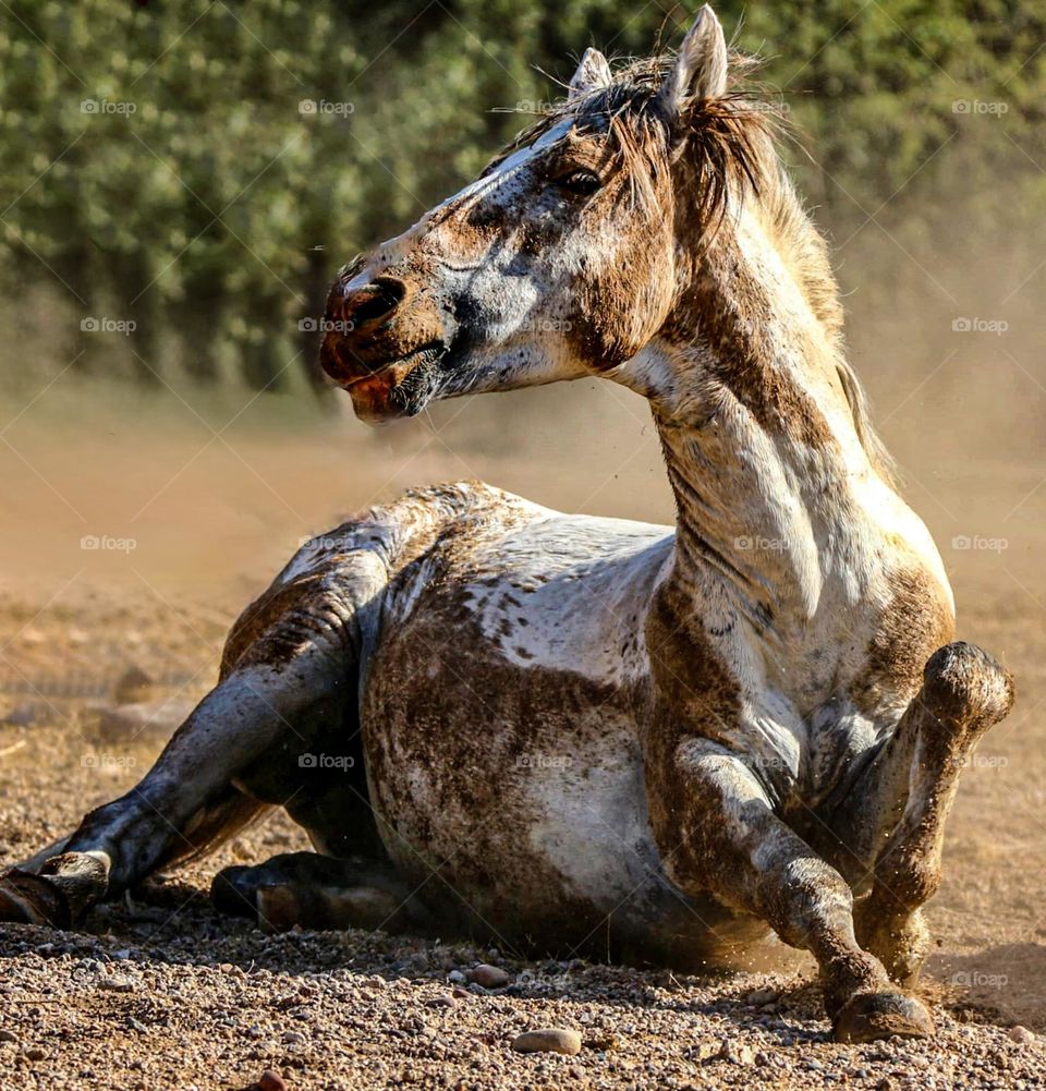 Wild Horse Taking Dust Bath