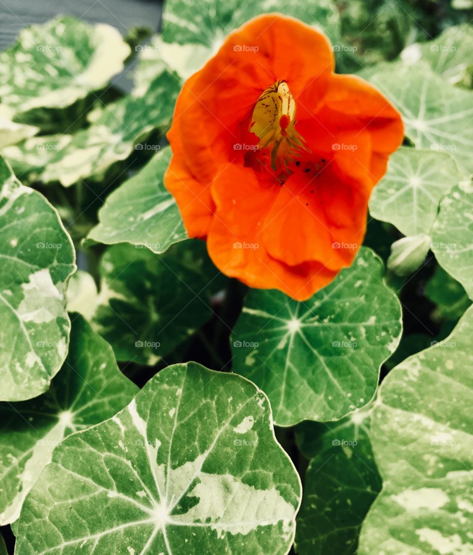 Nasturtium