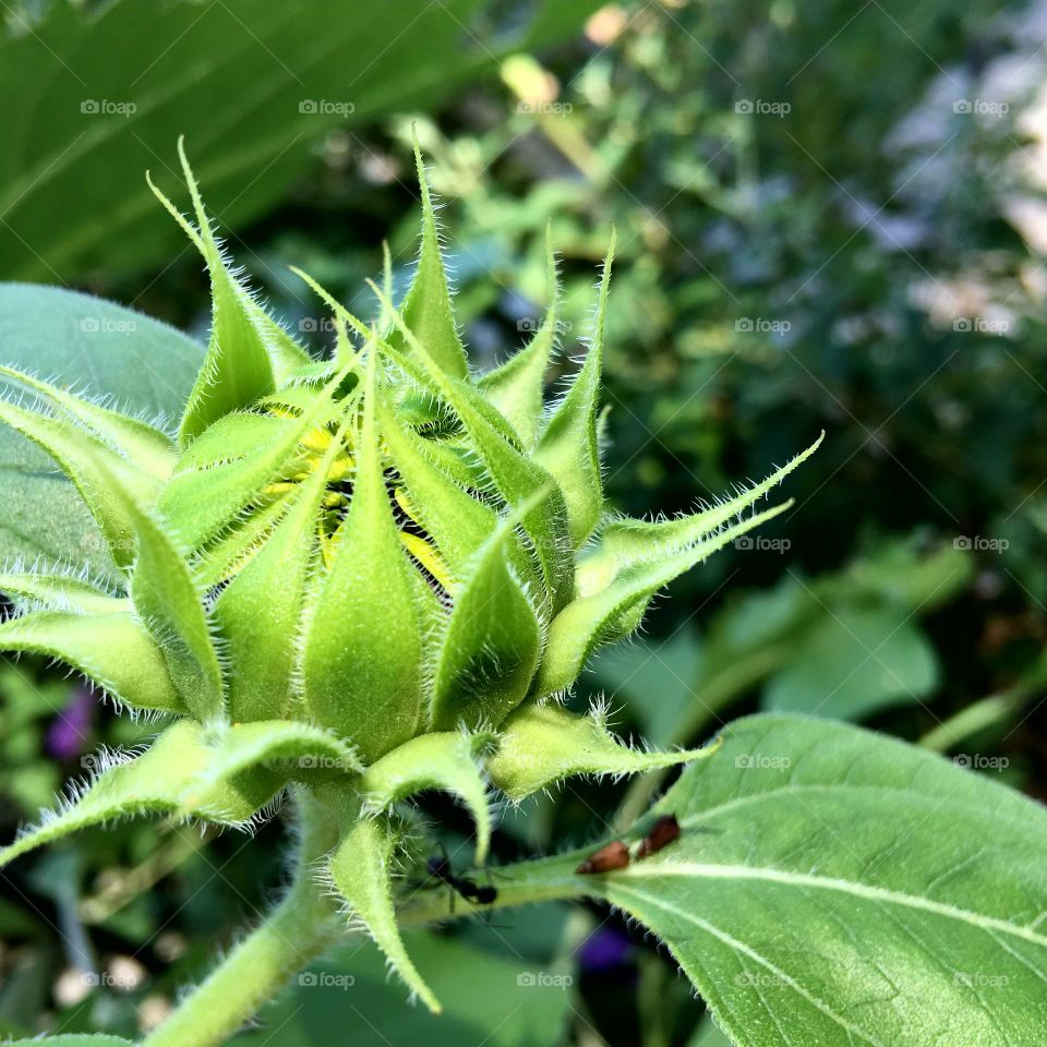 Sunflower bud waiting to explode open. Sun bright & hot on all green leaves.