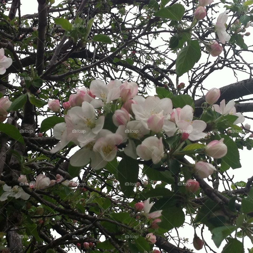 Blossoms 